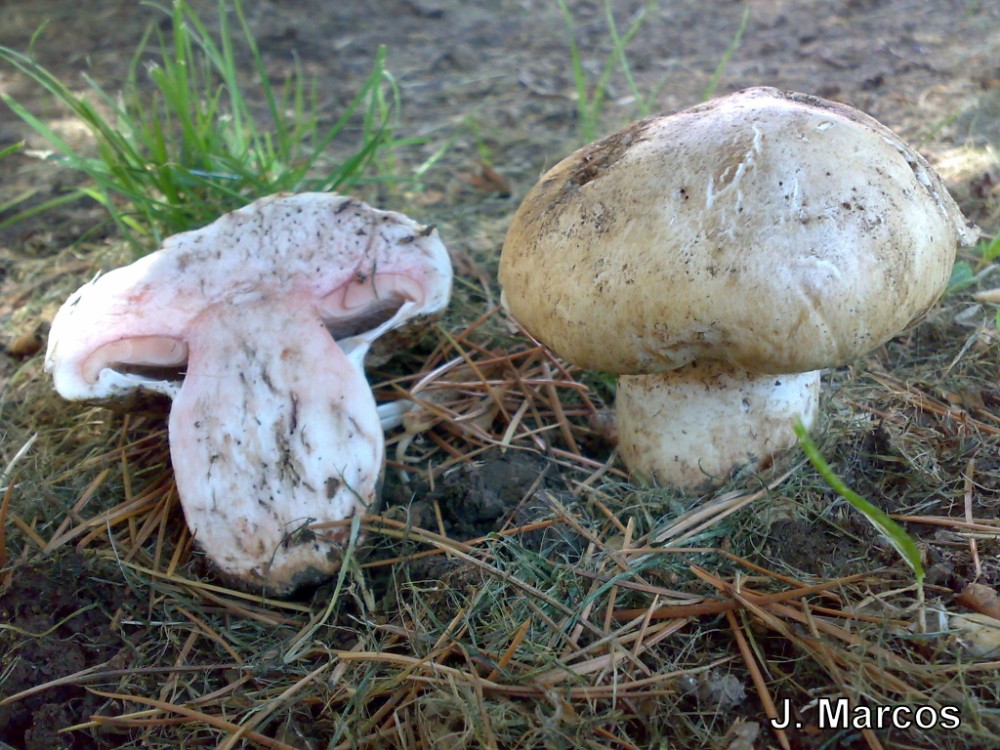 Agaricus para determinar 1